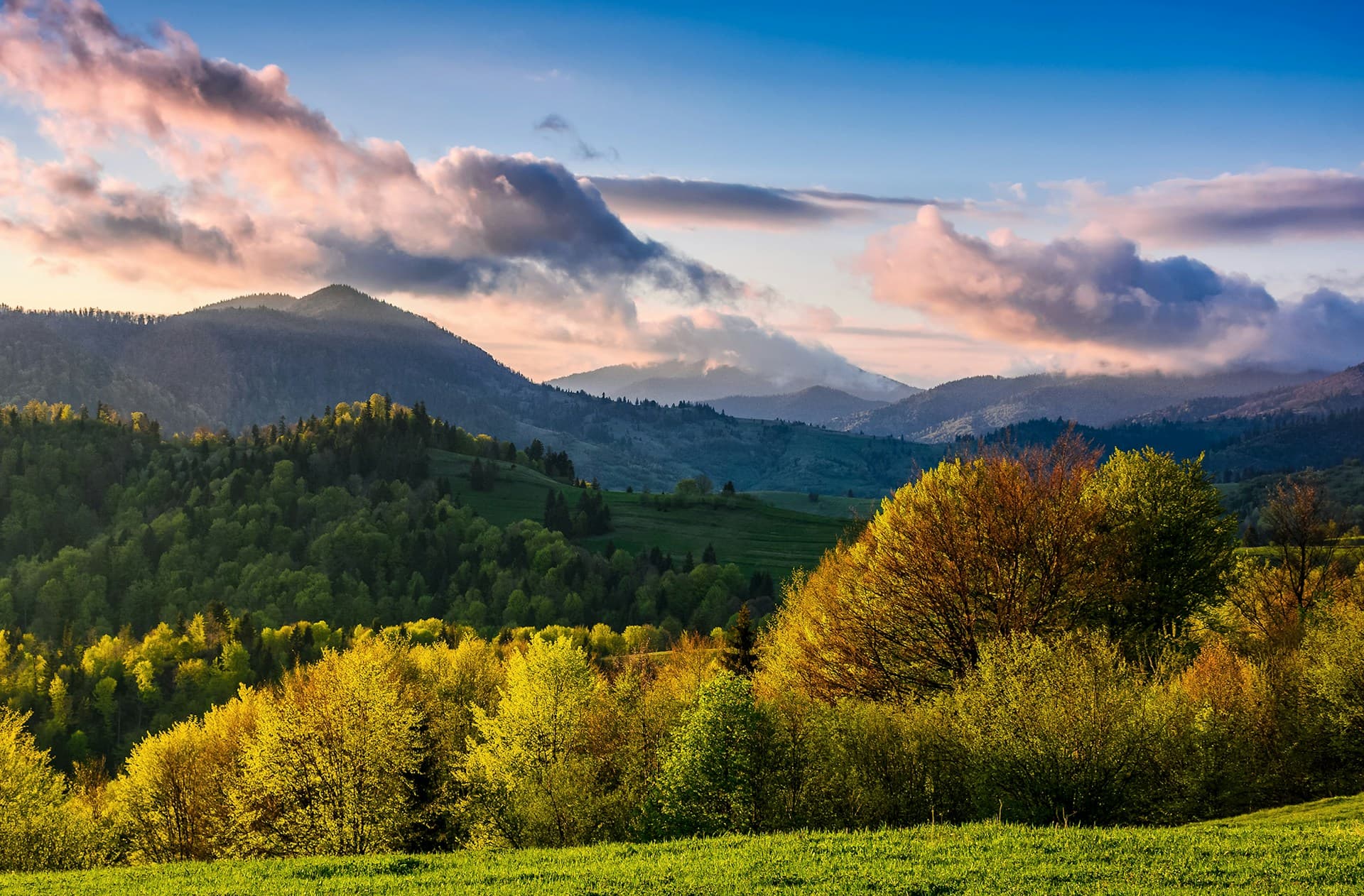 Forêt représentant l'engagement écologique de nos solutions de chauffage